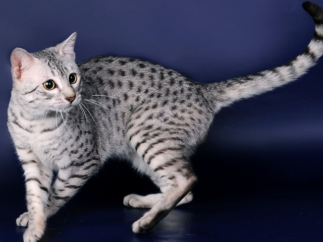Породы кошек в Нижнем Тагиле | ЗооТом портал о животных