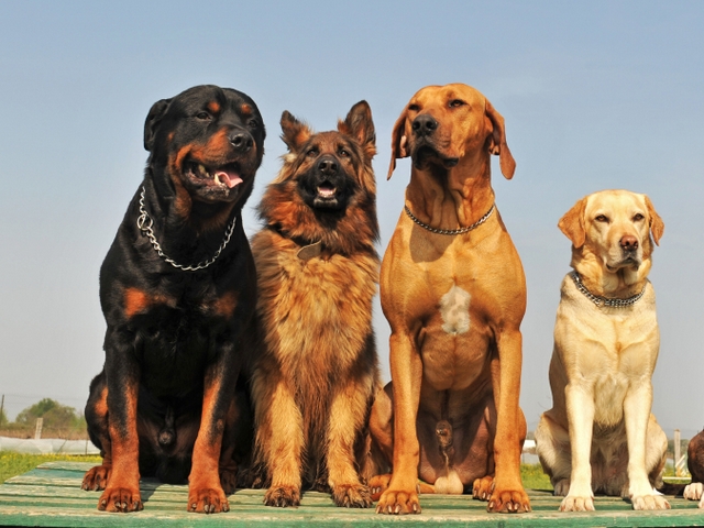 Крупные породы собак в Нижнем Тагиле | ЗооТом портал о животных