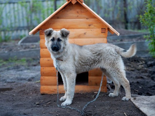 Все о собаках в Нижнем Тагиле Все о собаках в Нижнем Тагиле